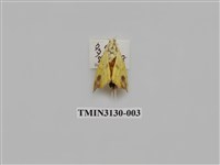 藏品(螟蛾250)的圖片